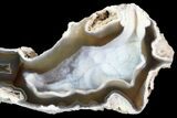 Agatized Fossil Coral Geode - Florida #82825-1